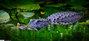 Florida Alligator in Canal from Shark Valley Everglades Wetlands