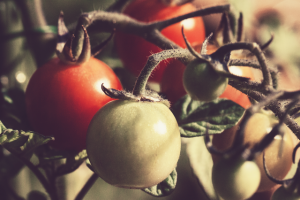 Tomato plant
