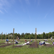 people bending near the ground, working with soil and plants behind a fence on a clear day