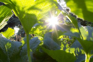 photo credit: morning in the garden via photopin (license)